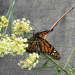 Whorled Milkweed